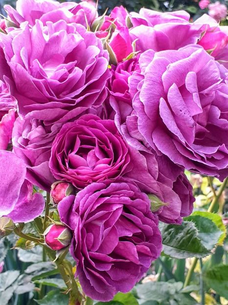 20240524_190437~2 - Minerva 2021 - 2022