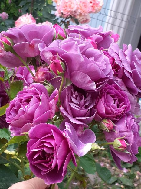  - Minerva 2021 - 2022