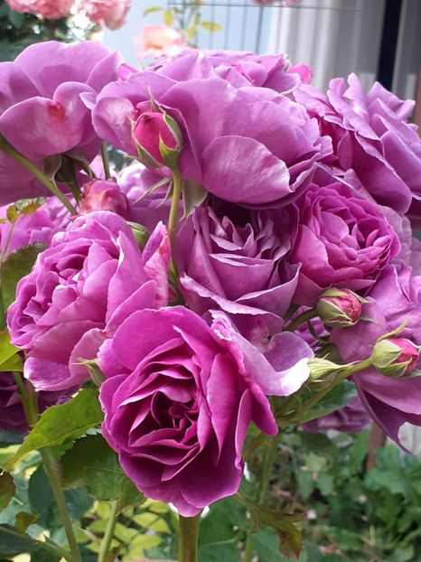  - Minerva 2021 - 2022