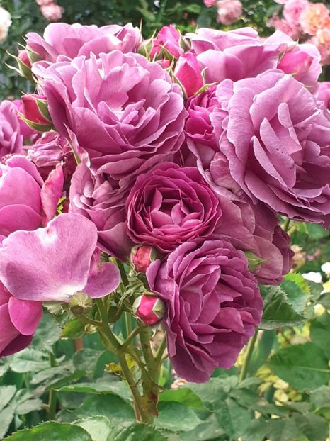  - Minerva 2021 - 2022