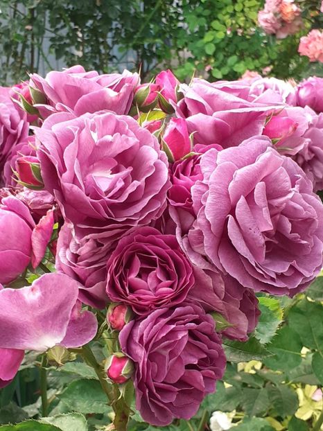  - Minerva 2021 - 2022