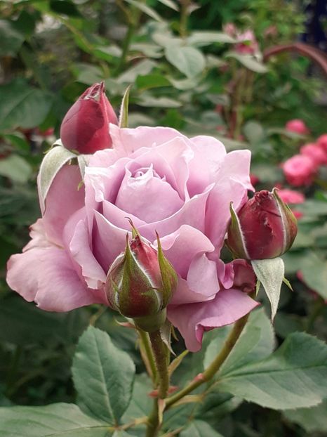  - Novalis 2022- 2023-2024