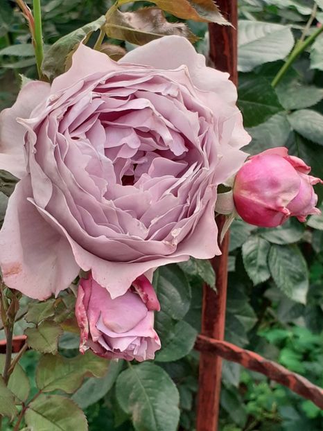  - Novalis 2022- 2023-2024