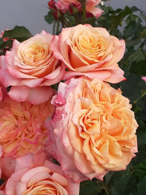  - 01 TRANDAFIRI 2024