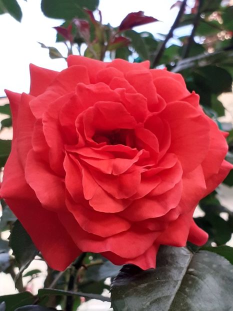 Salita - 01 TRANDAFIRI 2024