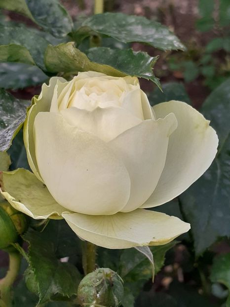  - 01 TRANDAFIRI 2024