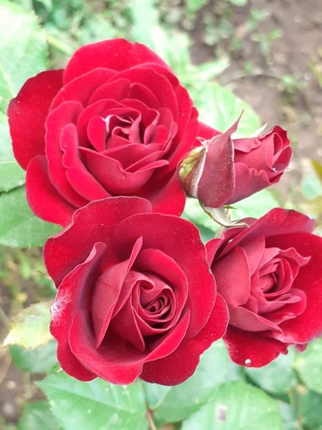  - 01 TRANDAFIRI 2024