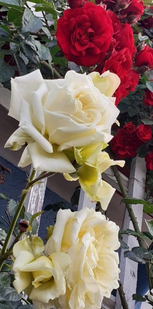 20240524_184859~3 - 01 TRANDAFIRI 2024