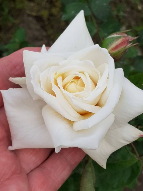  - 01 TRANDAFIRI 2024