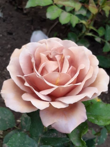  - 01 TRANDAFIRI 2024