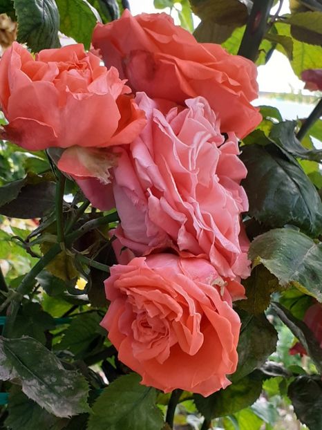  - 01 TRANDAFIRI 2024