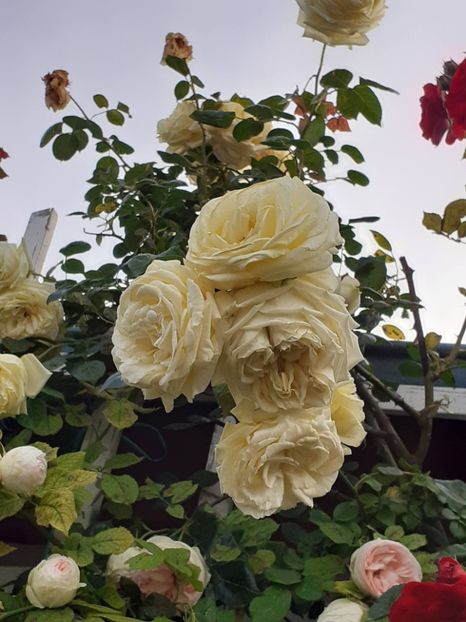  - 01 TRANDAFIRI 2024