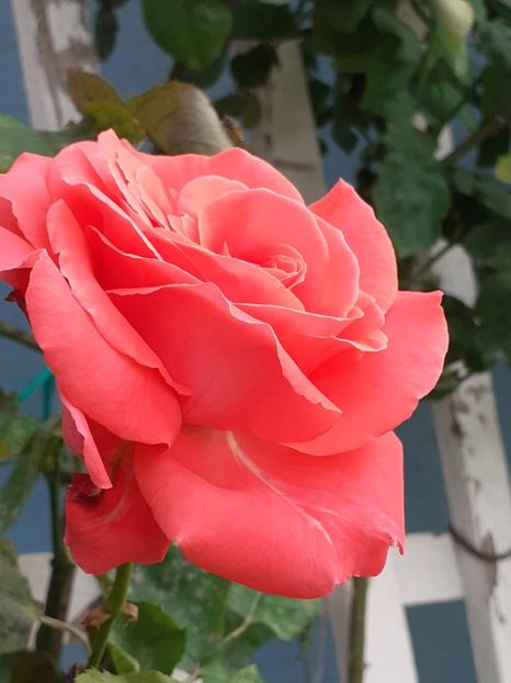  - 01 TRANDAFIRI 2024