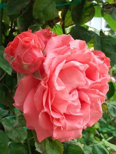  - 01 TRANDAFIRI 2024