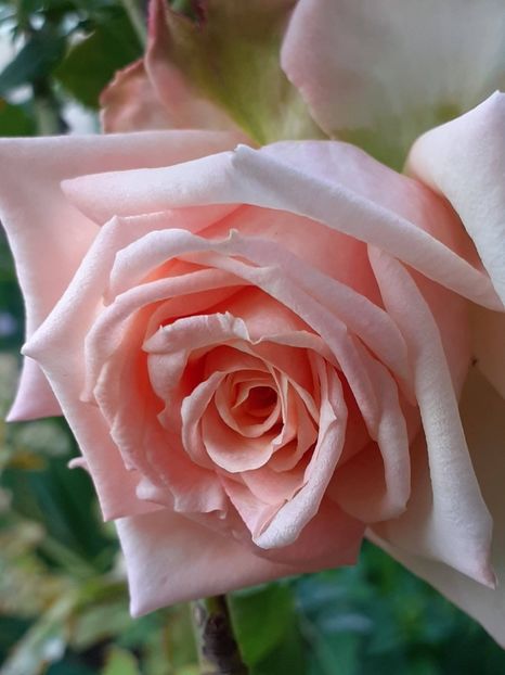  - 01 TRANDAFIRI 2024