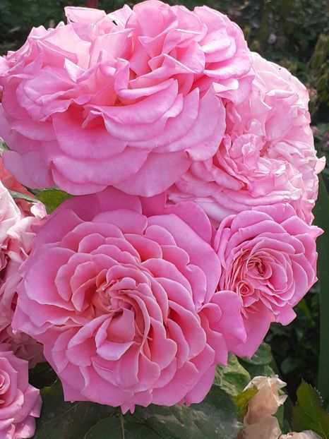 20240524_185302(0) - 01 TRANDAFIRI 2024