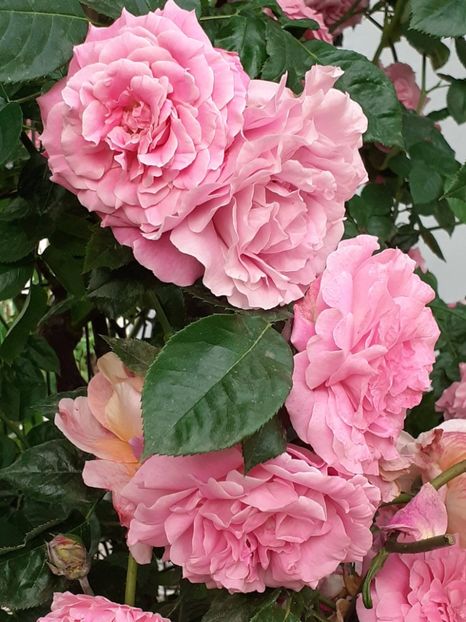  - 01 TRANDAFIRI 2024