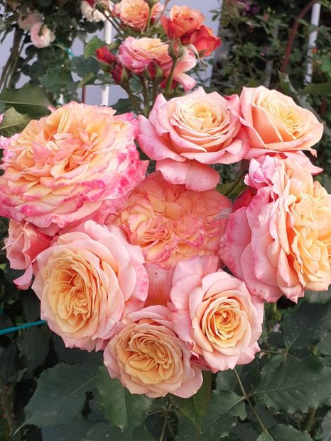  - 01 TRANDAFIRI 2024