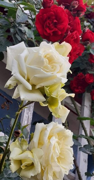 20240524_184900~2 - 01 TRANDAFIRI 2024