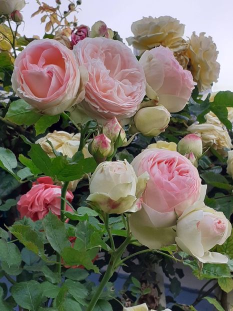  - 01 TRANDAFIRI 2024