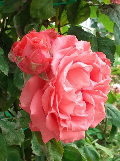  - 01 TRANDAFIRI 2024