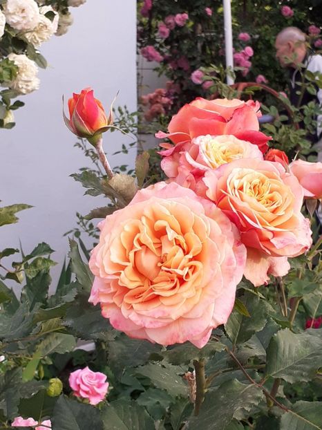  - 01 TRANDAFIRI 2024