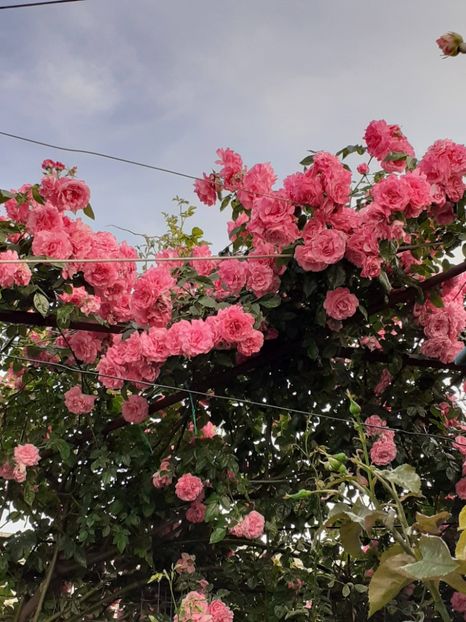  - 01 TRANDAFIRI 2024