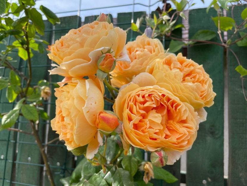  - 001 Trandafiri 2024