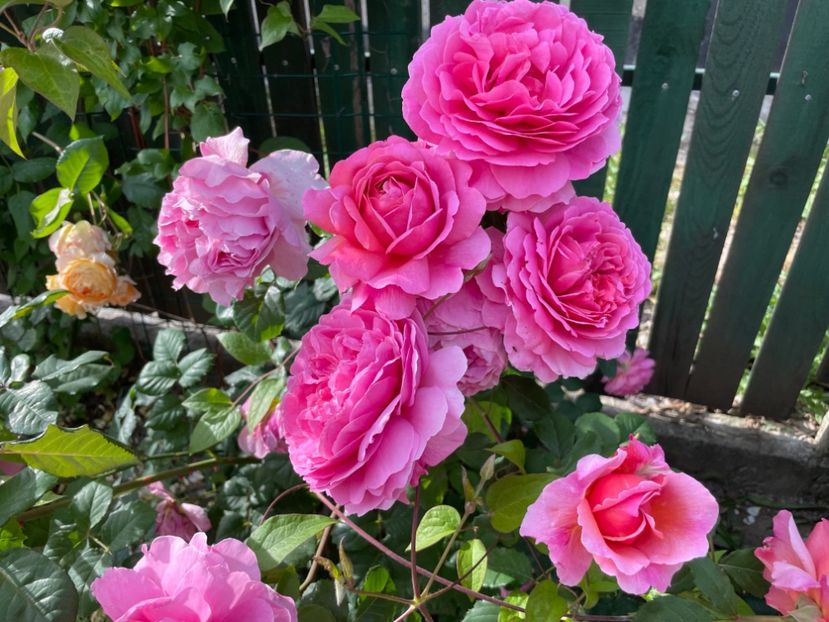  - 001 Trandafiri 2024