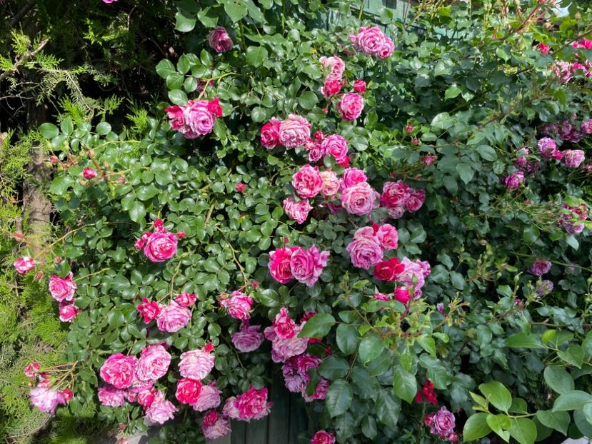  - 001 Trandafiri 2024