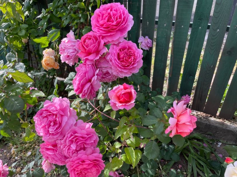  - 001 Trandafiri 2024