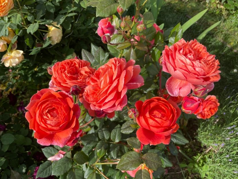  - 001 Trandafiri 2024