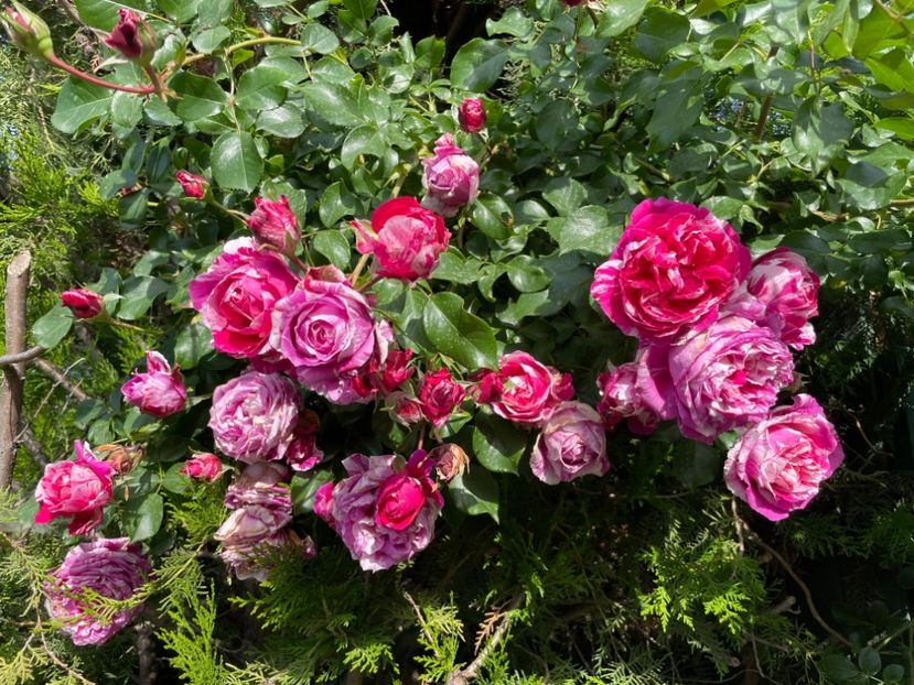  - 001 Trandafiri 2024