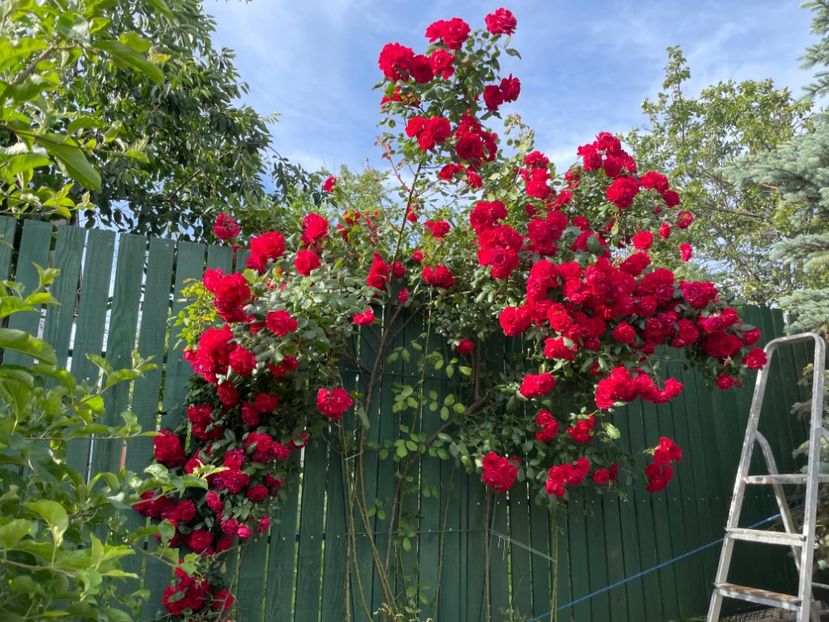  - 001 Trandafiri 2024