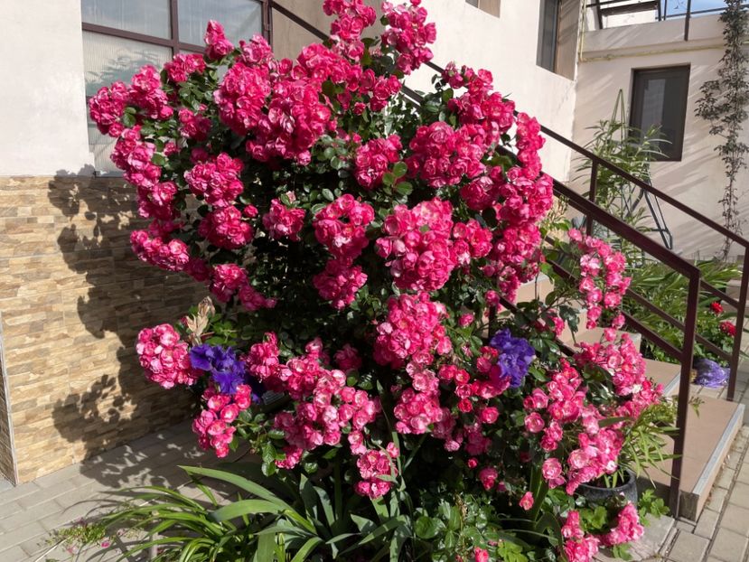  - 001 Trandafiri 2024