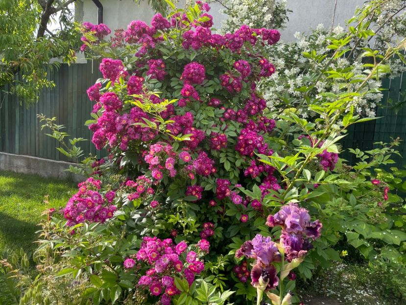  - 001 Trandafiri 2024