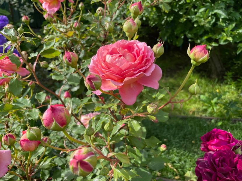  - 001 Trandafiri 2024