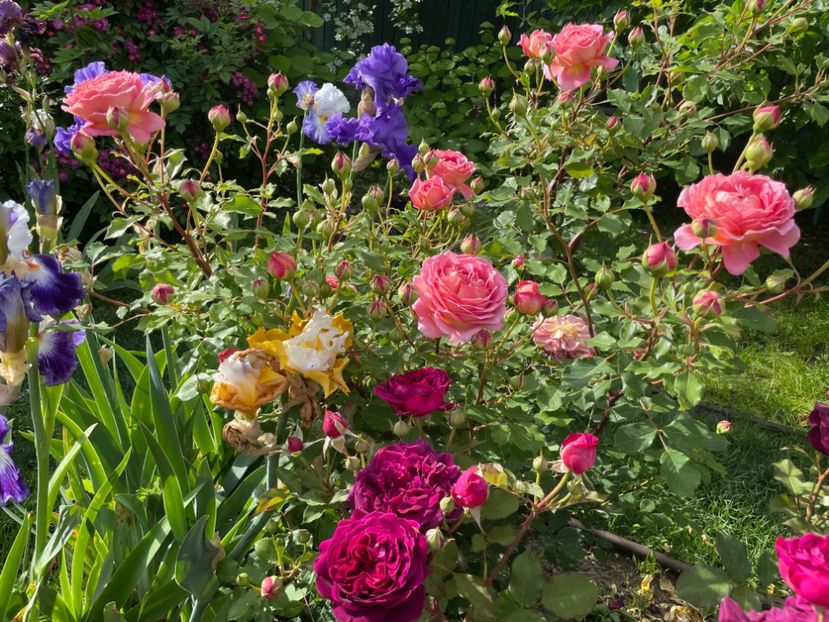  - 001 Trandafiri 2024