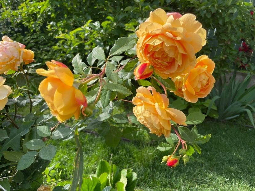  - 001 Trandafiri 2024