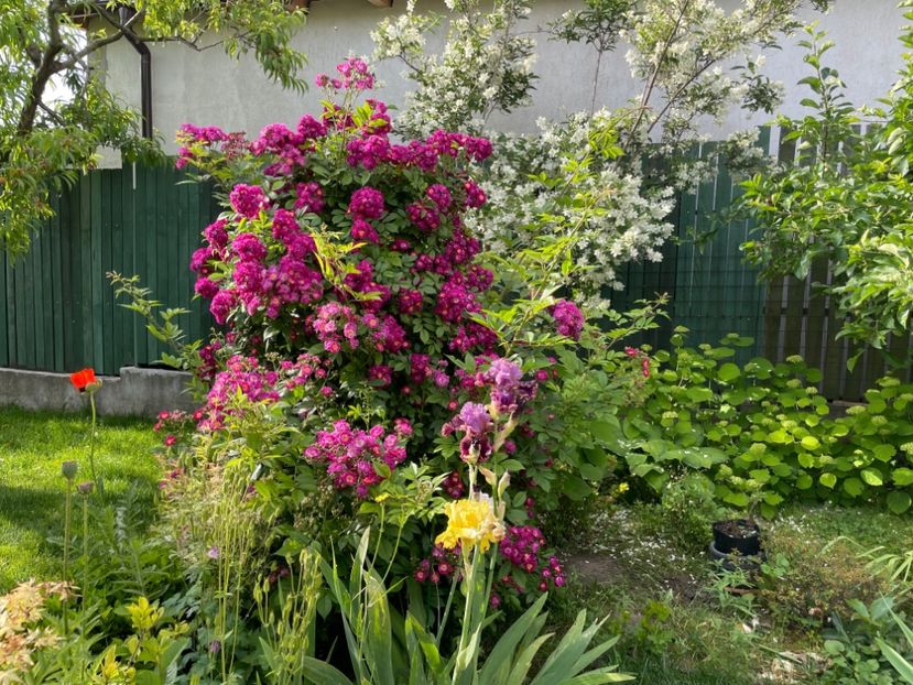  - 001 Trandafiri 2024