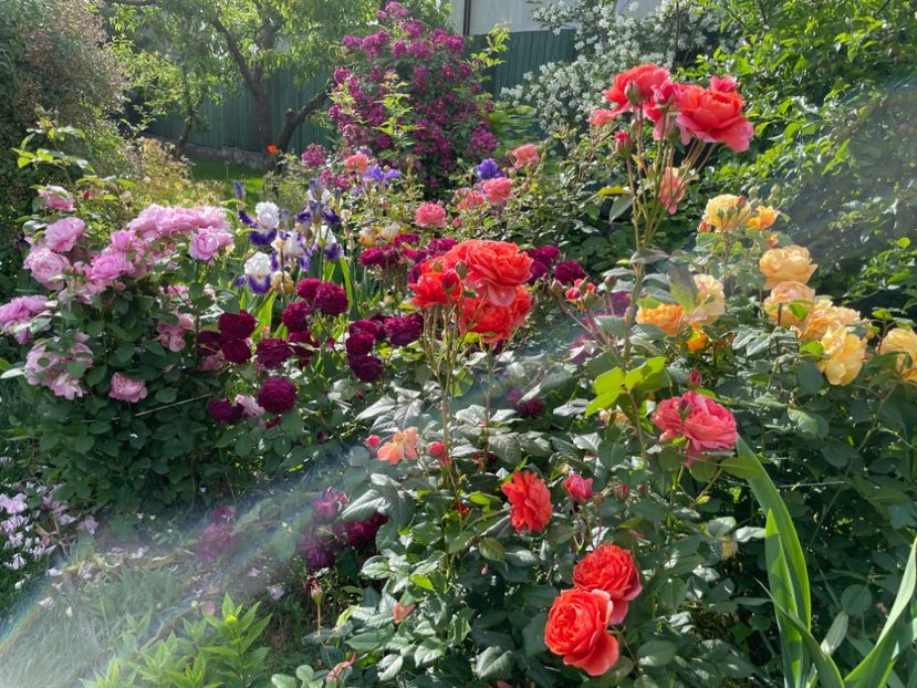  - 001 Trandafiri 2024