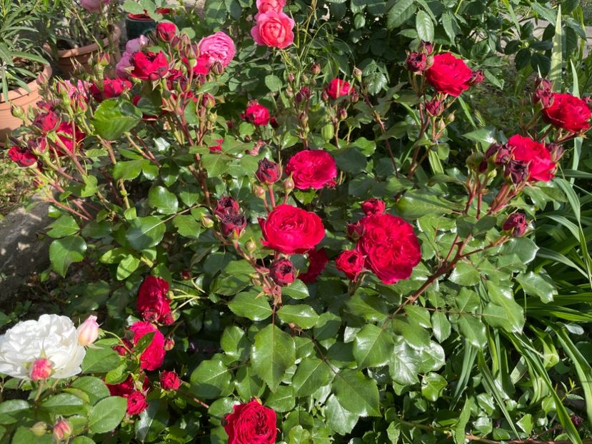  - 001 Trandafiri 2024