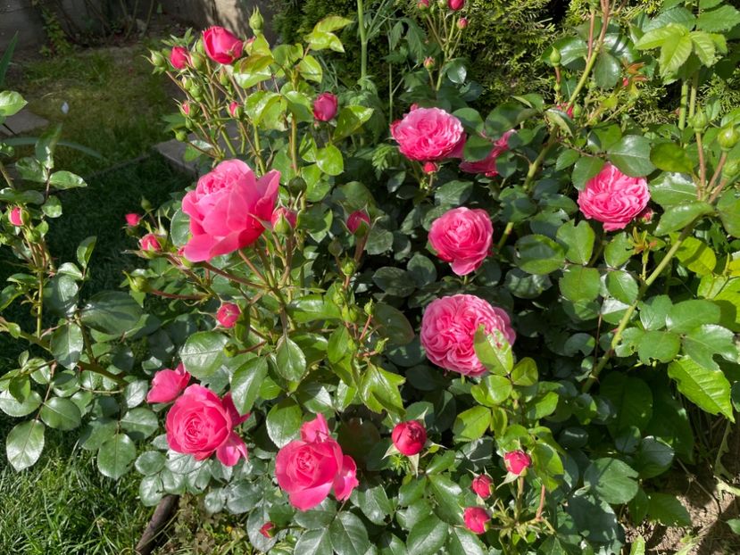  - 001 Trandafiri 2024