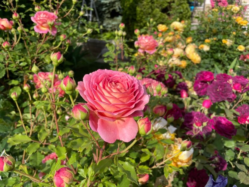  - 001 Trandafiri 2024