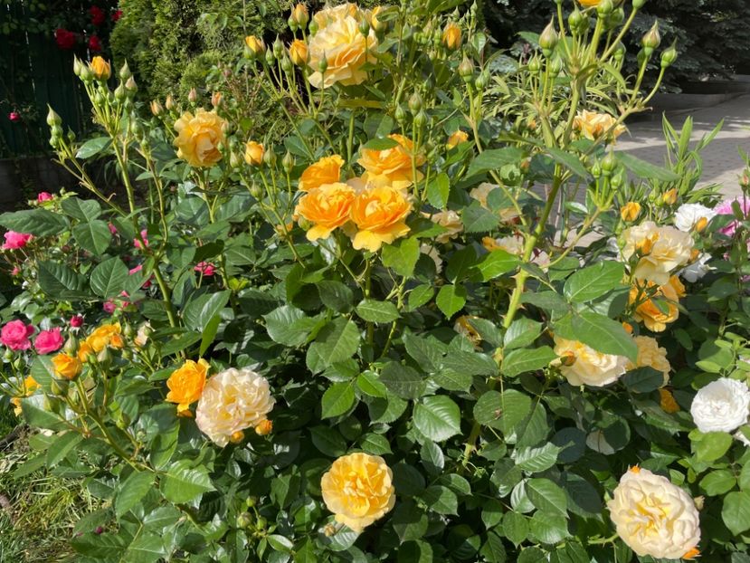  - 001 Trandafiri 2024