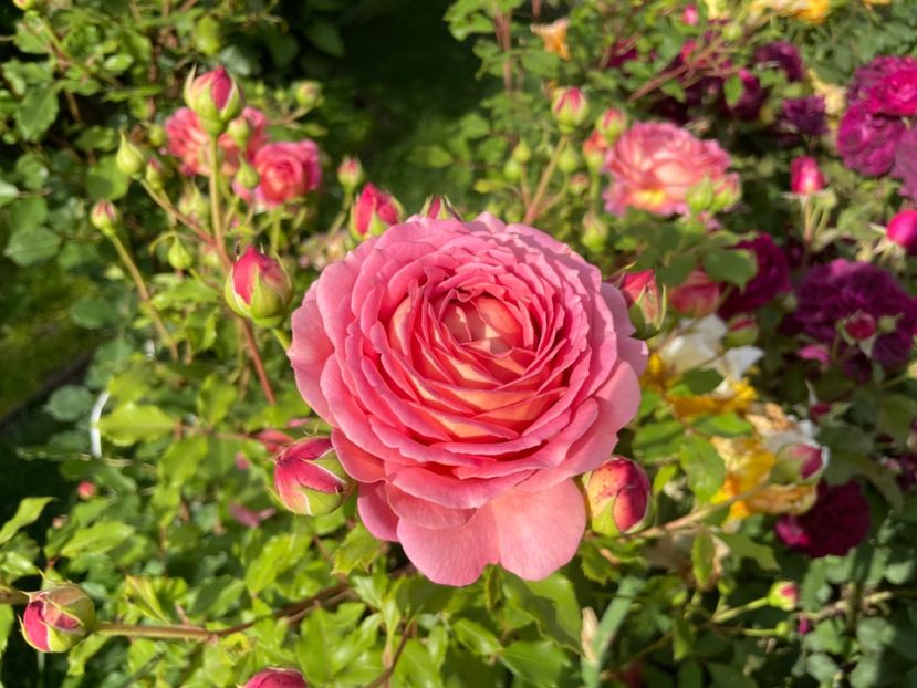  - 001 Trandafiri 2024