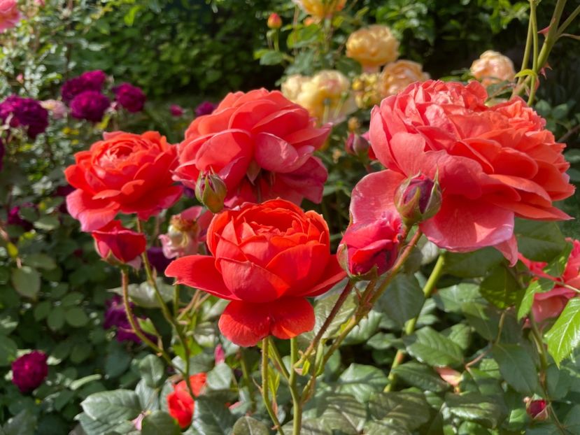  - 001 Trandafiri 2024