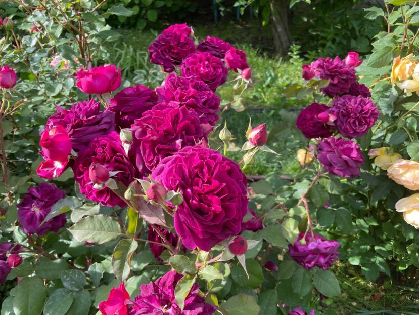  - 001 Trandafiri 2024