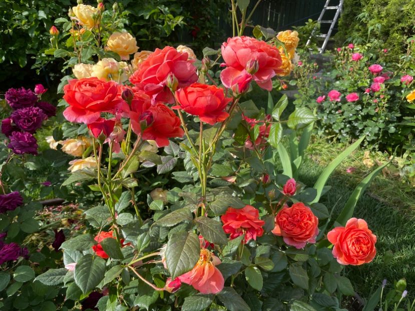  - 001 Trandafiri 2024