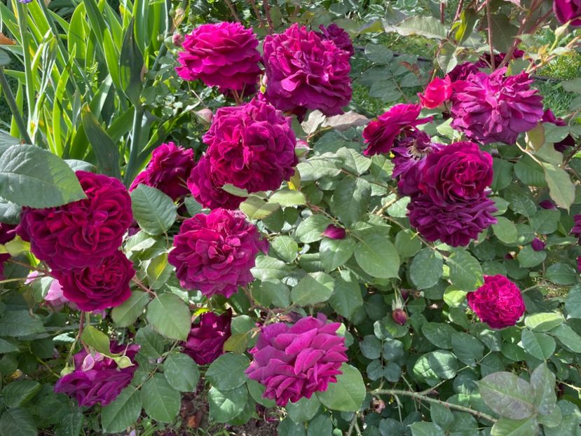  - 001 Trandafiri 2024